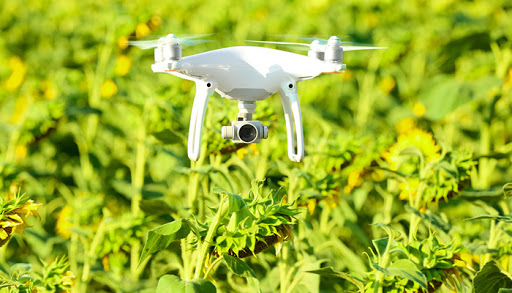 seguridad alimentaria