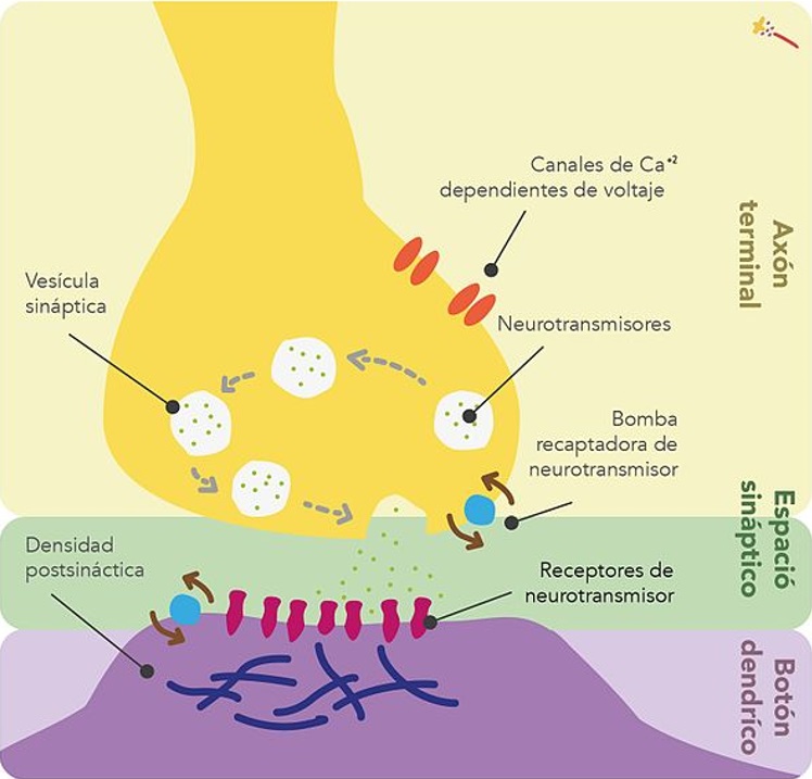 Esquema de sinapsis.