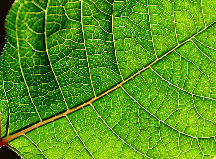 El verde es propio de las plantas, pues su clorofila rebota precisamente la luz que vibra a una frecuencia de 530, más menos 40 nanómetros. De este hecho se derivan muchos de los sentidos de la palabra “verde”.