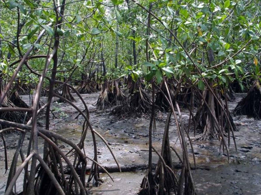 Contaminación de manglares.