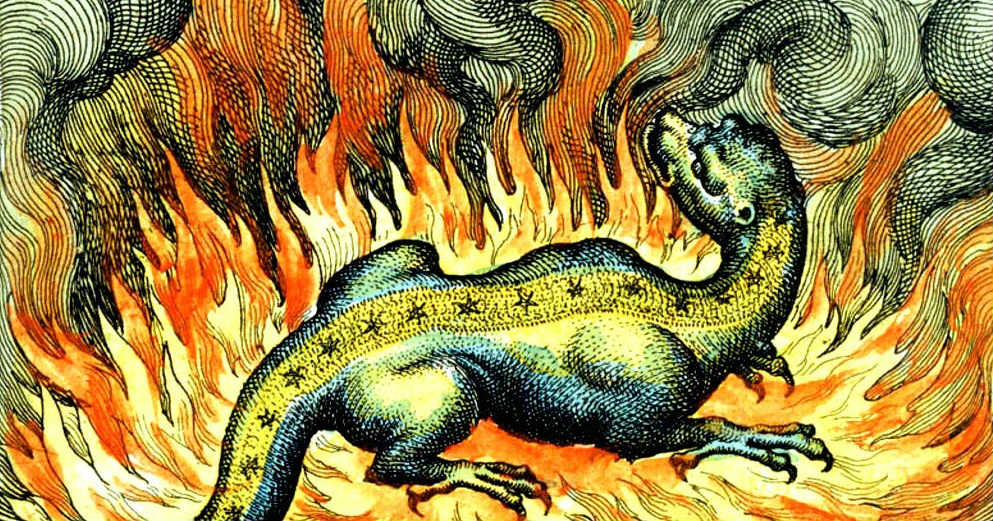 Salamandra de fuego.