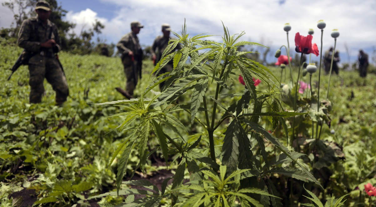 Campo de marihuana.