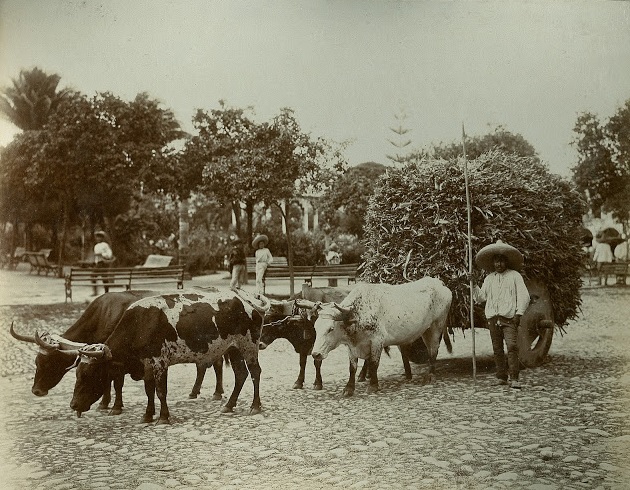 Ganado.
