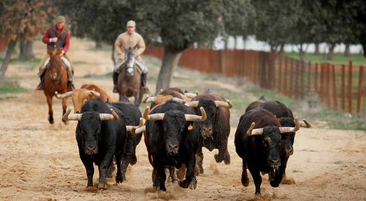 Ganado.