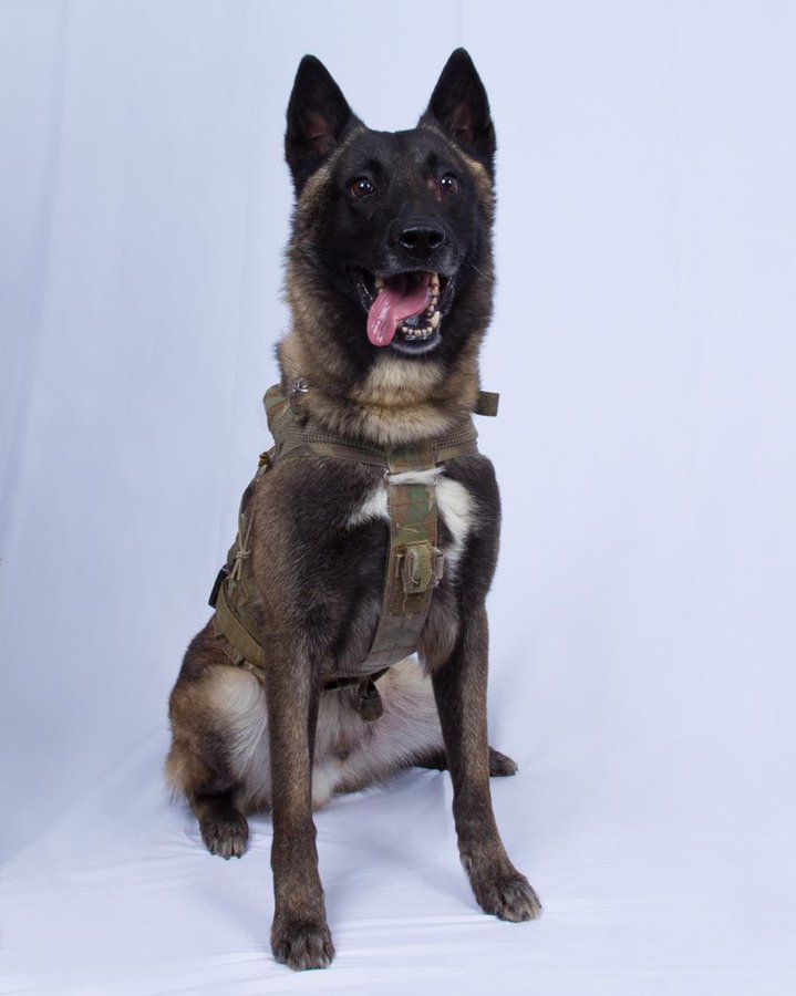 K9.