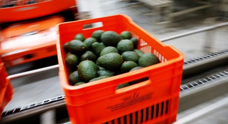 aguacate