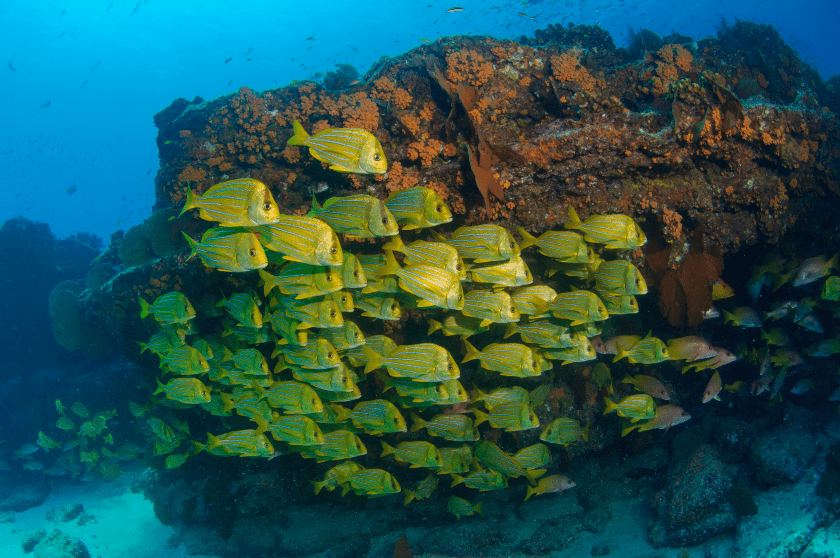 Cabo Pulmo, reserva ecologica