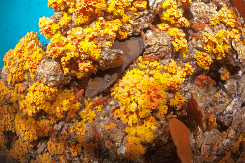 Cabo Pulmo, arrecifes de coral