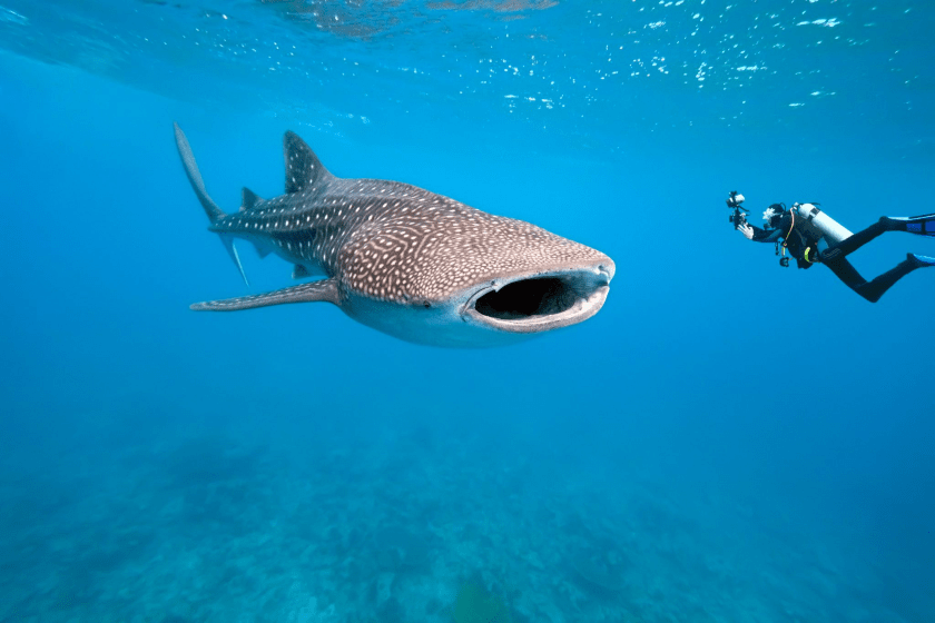 tiburon ballena