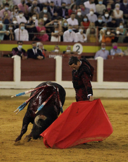 toro de jandilla