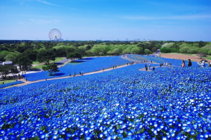 flores azules en campos de Japon