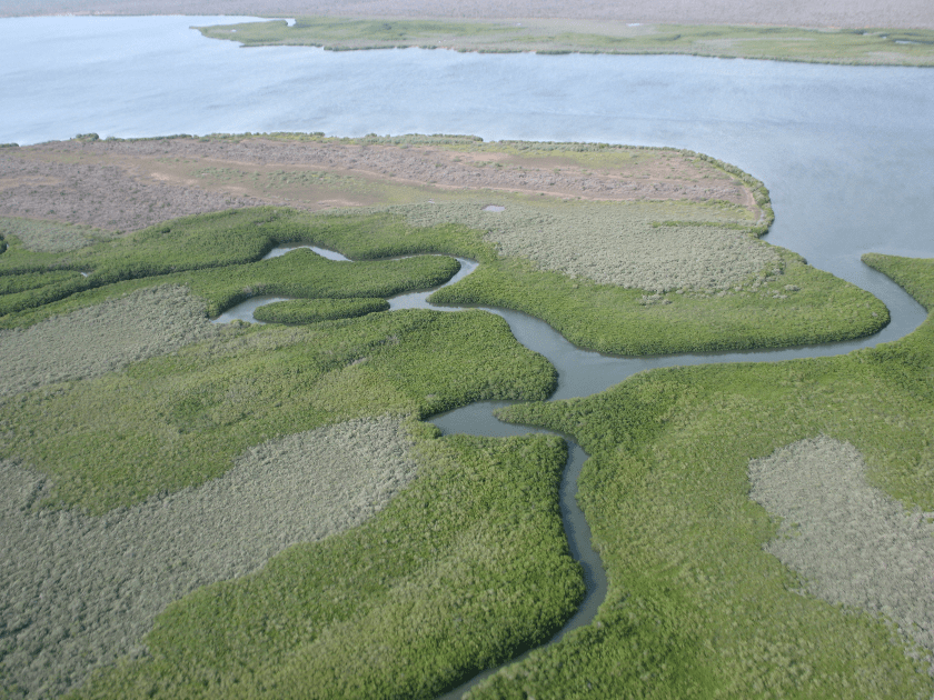 Los manglares: prodigios de la naturaleza