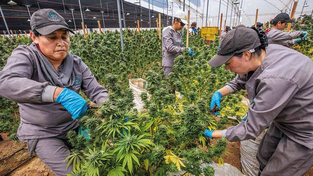 La legalización del , el nacimiento de una nueva mega industria 