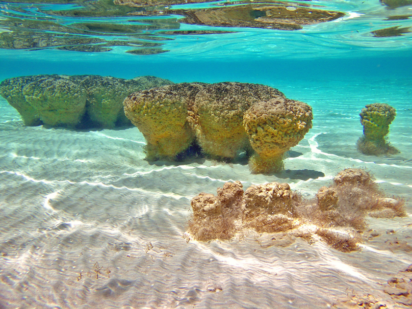 Estromatolitos en Bacalar