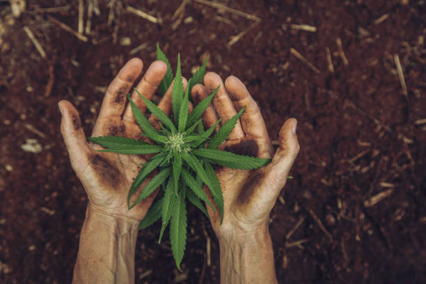 La legalización del cannabis, el nacimiento de una nueva mega industria 