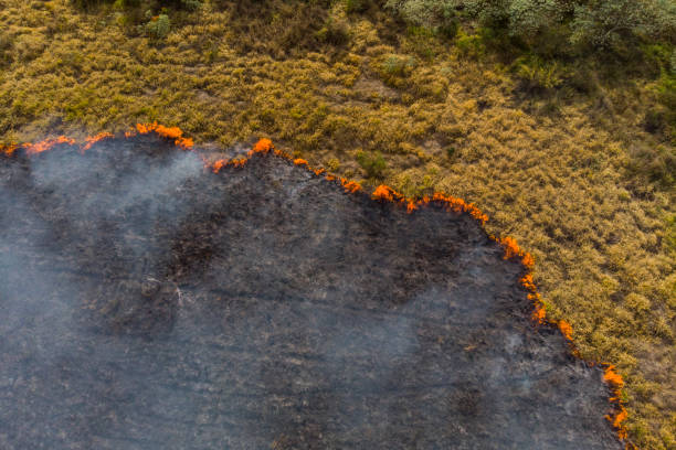 Los incendios forestales, señales de alarma hacia un futuro preocupante