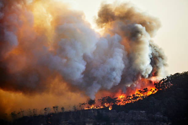 Un incendio que evidencia la importancia de una política ambientalista antes de que sea tarde