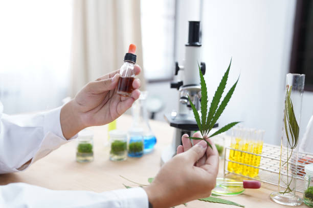 La legalización del cannabis, el nacimiento de una nueva mega industria 