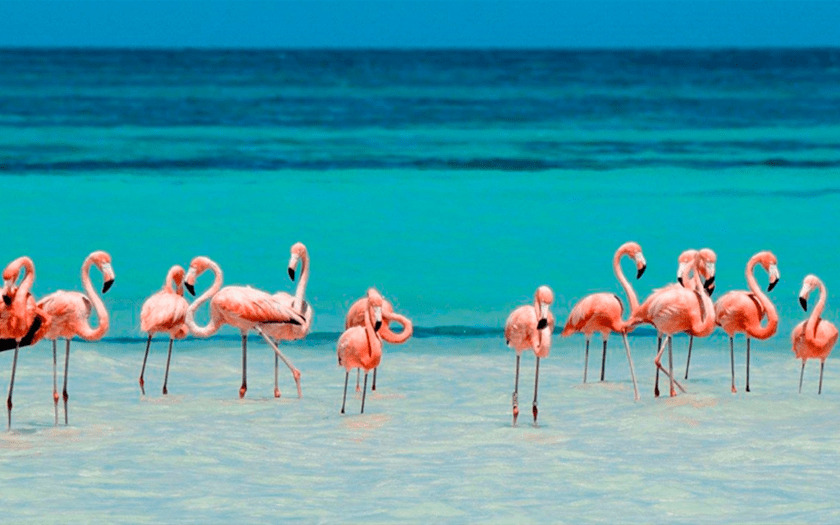 holbox y flamingos