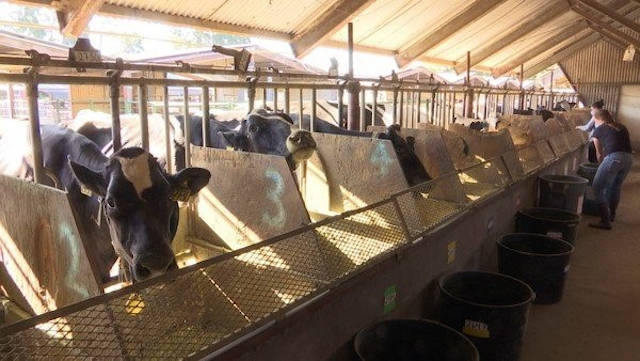 vacas