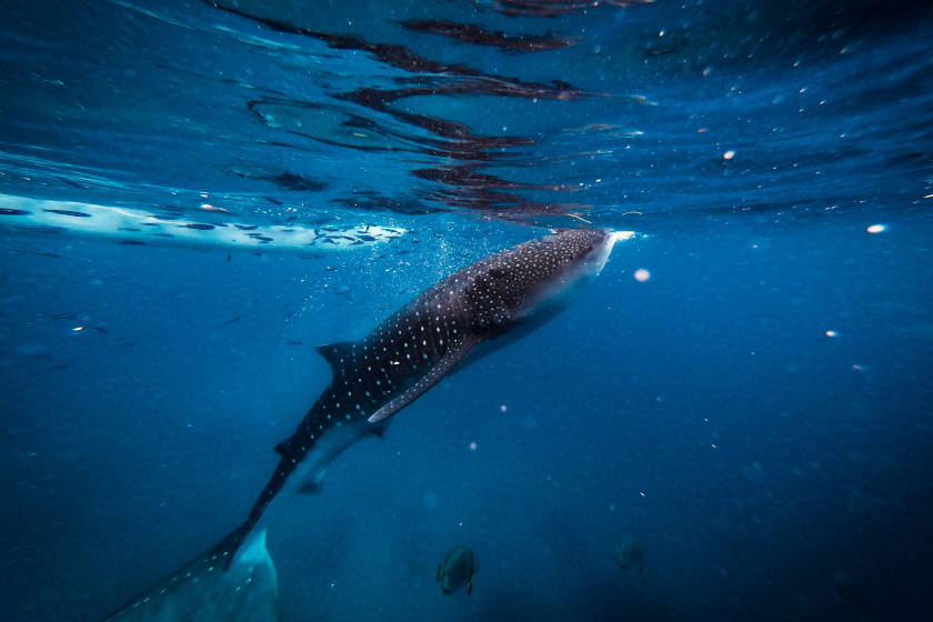 tiburon ballena holbox