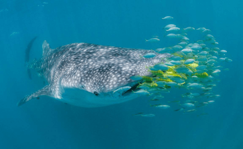 tiburón ballena