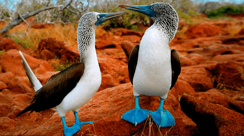 piqueros de patas azules