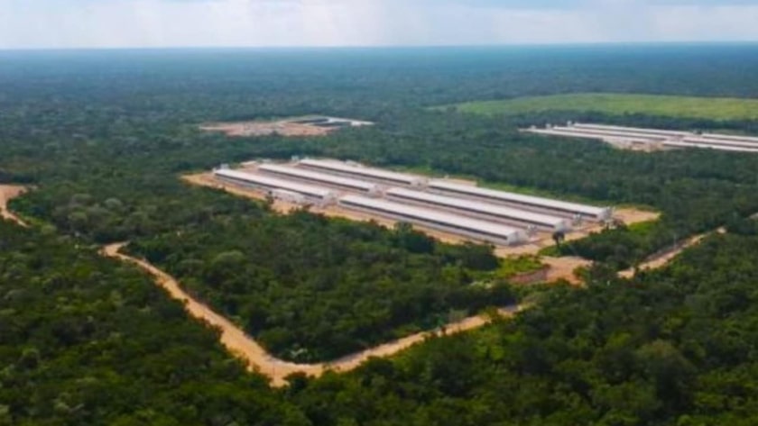 granja porcícola en homún