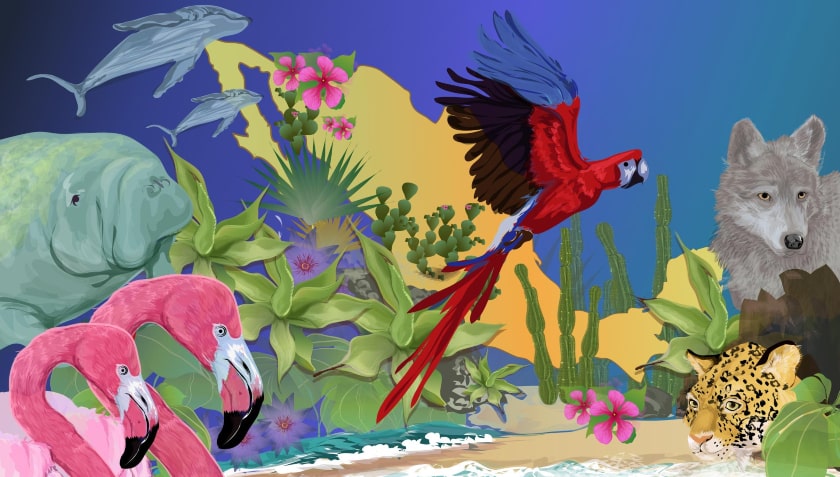 biodiversidad en México, fauna