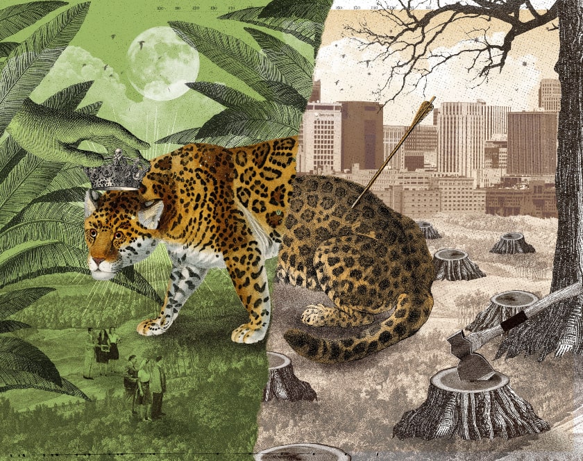 jaguar, peligro de extinción