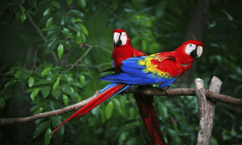 guacamayas en Veracruz