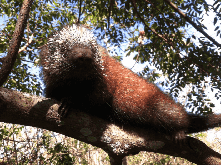 Los Tuxtlas, fauna