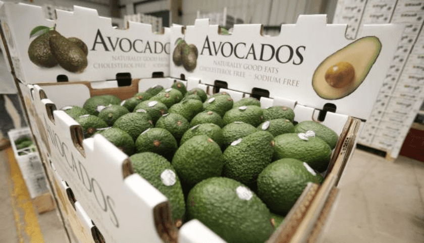 aguacate mexicano en el mundo