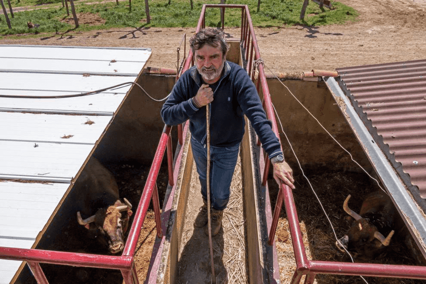 Miguel Reta, toros de lidia