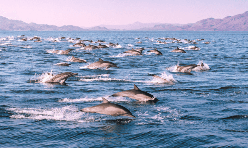 mar de cortes y delfines
