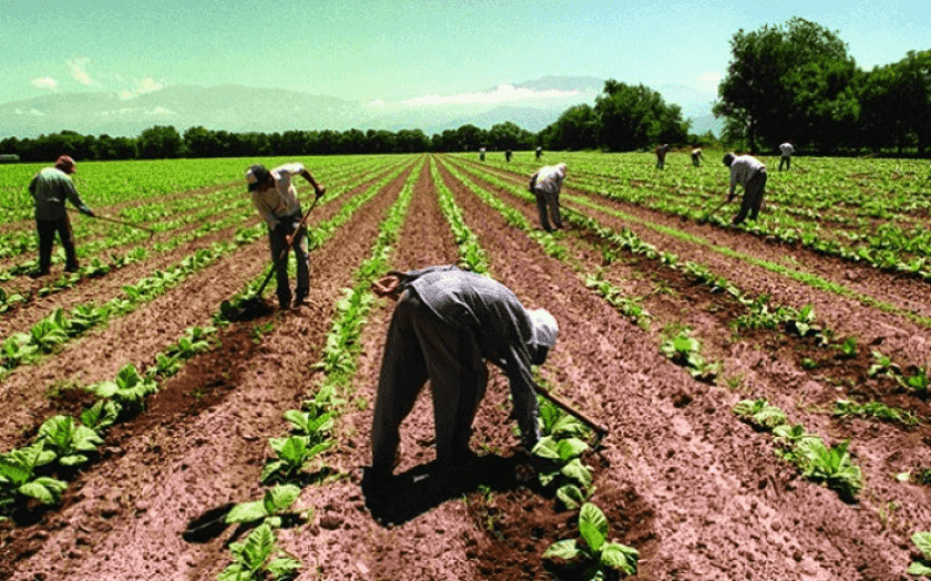 trabajadores campesinos