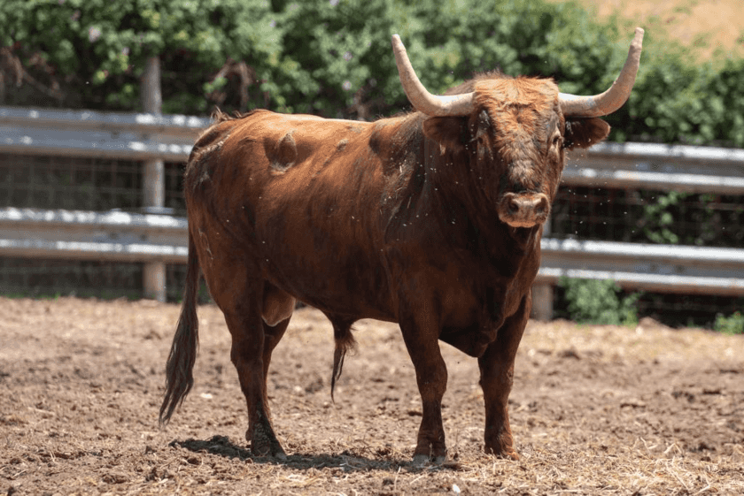 toros de Miguel Reta