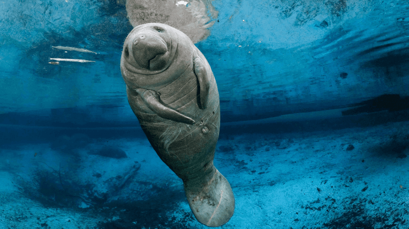 manatees