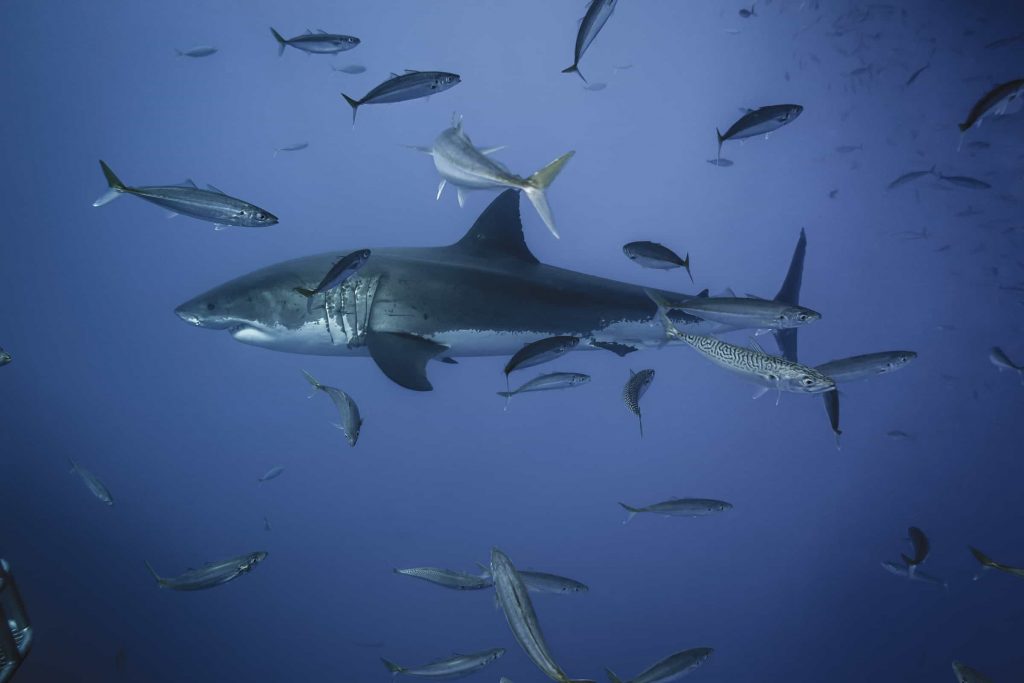 tiburón blanco, Isla Guadalupe