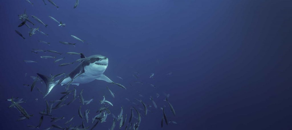 tiburón blanco