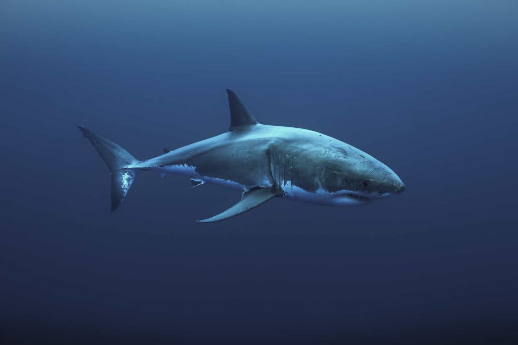 tiburón blanco