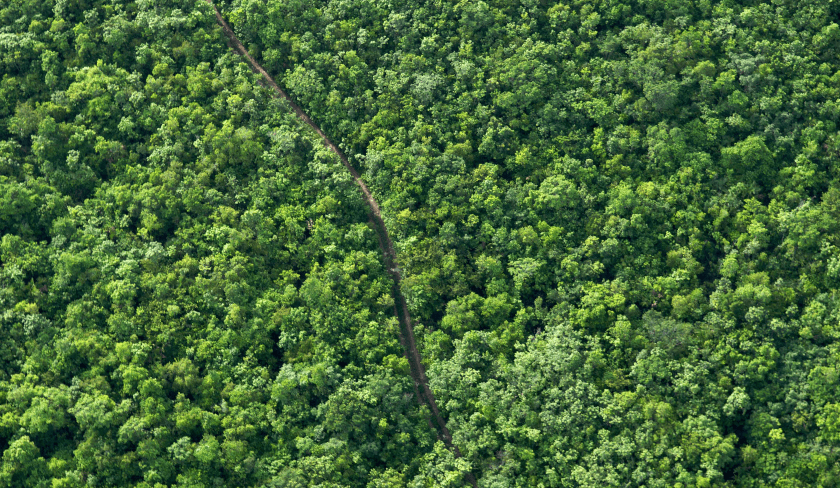 selva maya