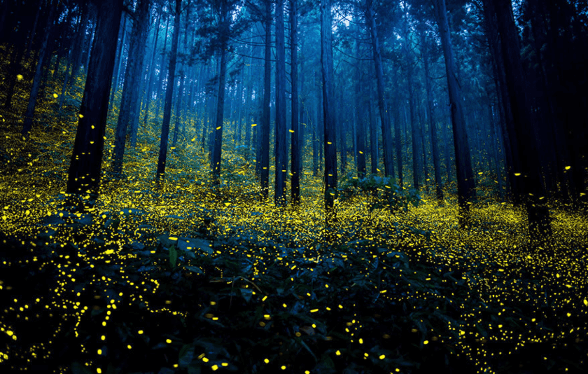 bosque de luciérnagas