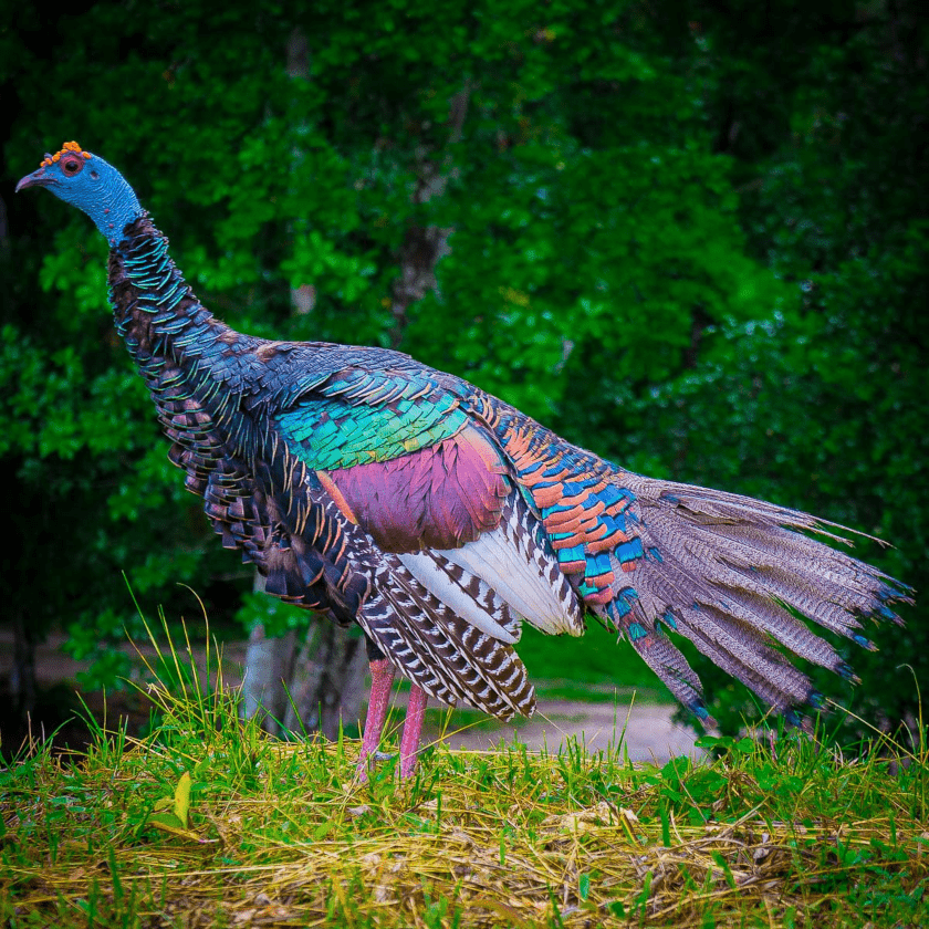 pavo ocelado