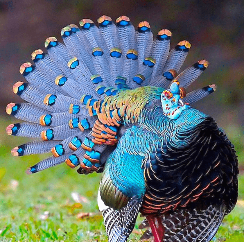pavo real