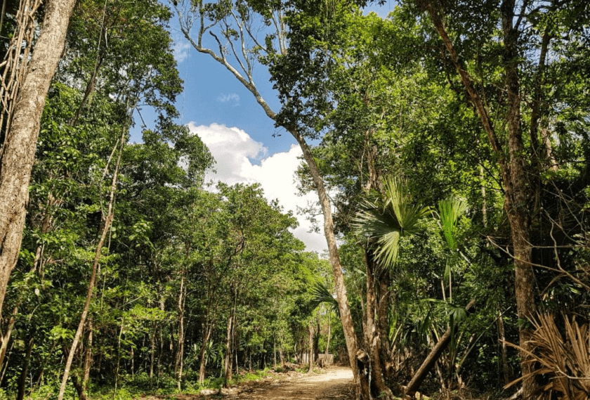 selva maya