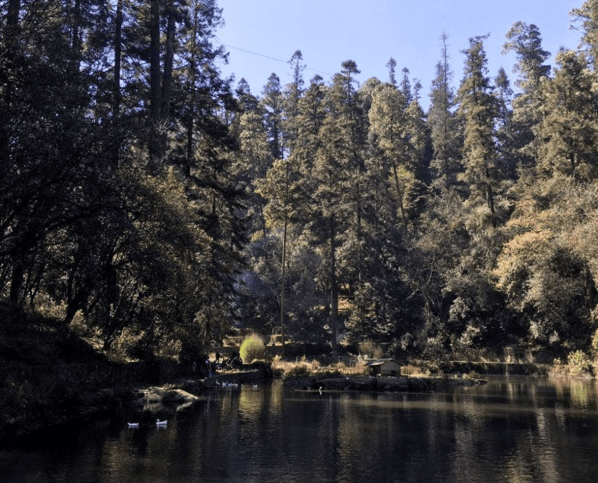 bosque desierto de los leones