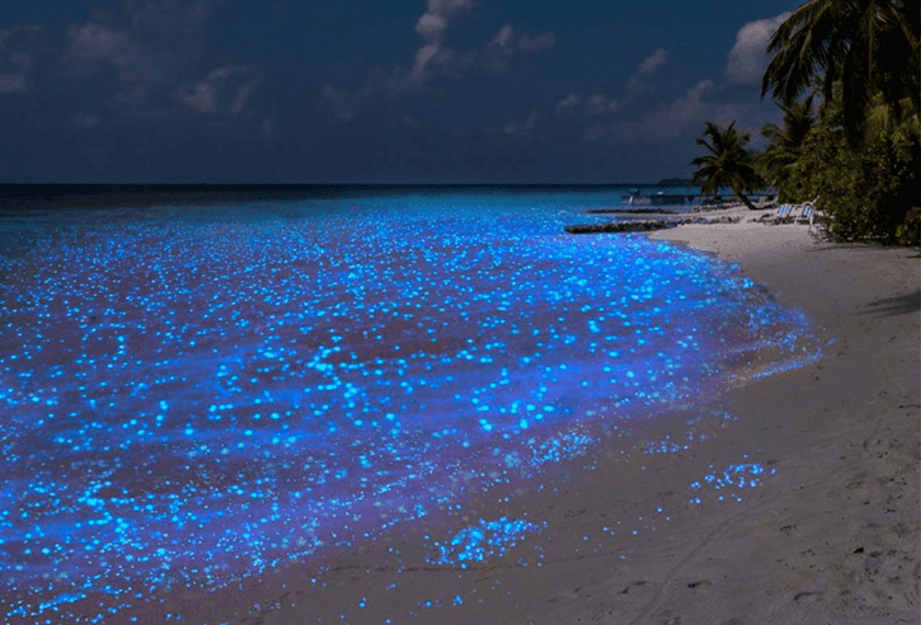 Playa bioluminiscente en Holbox