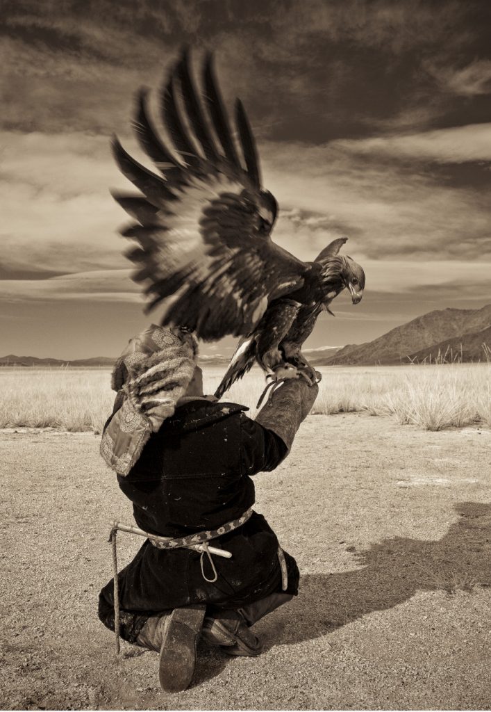 águila real, Mongolia, entrenamiento