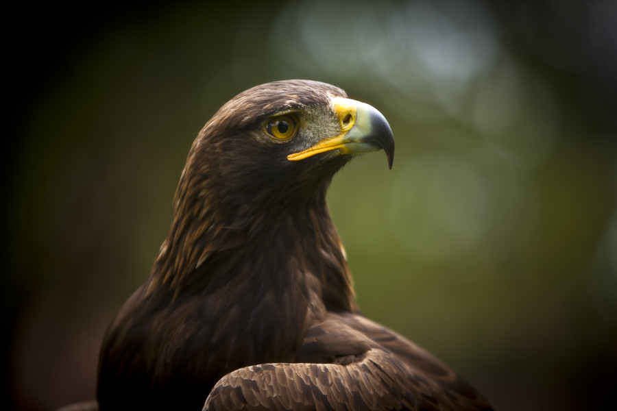 águila real